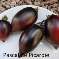 Pascal de Picardie